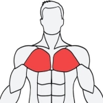 MuscleWiki