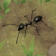 蚂蚁帝国(Ant Empire Simulator)