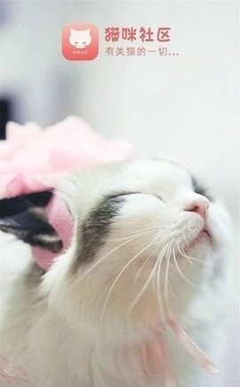 猫咪社区手机版