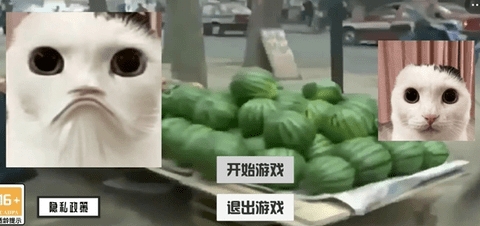 猫猫惊魂