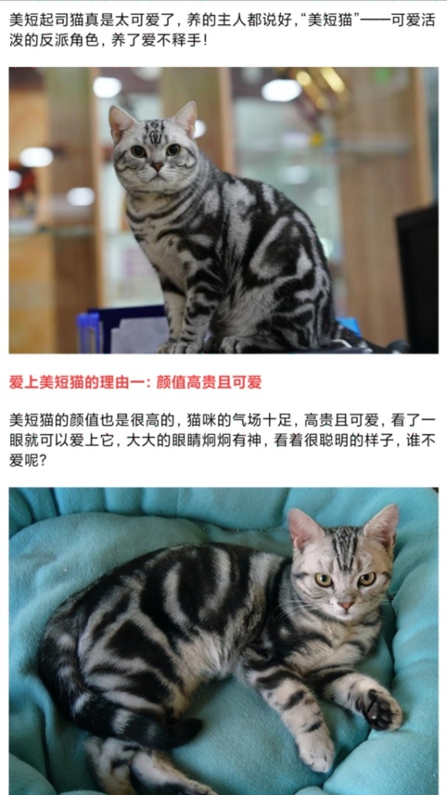 我的猫翻译