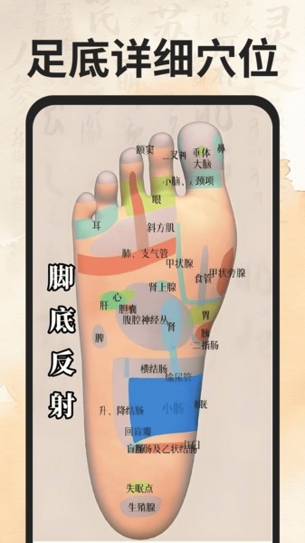 穴位经络图谱