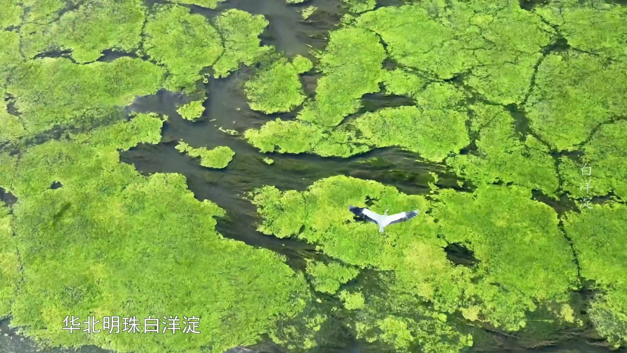 锋云直播