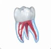Dental Illustrations