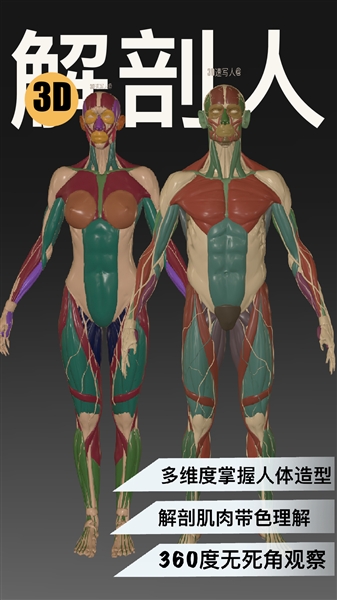 3d速写模型